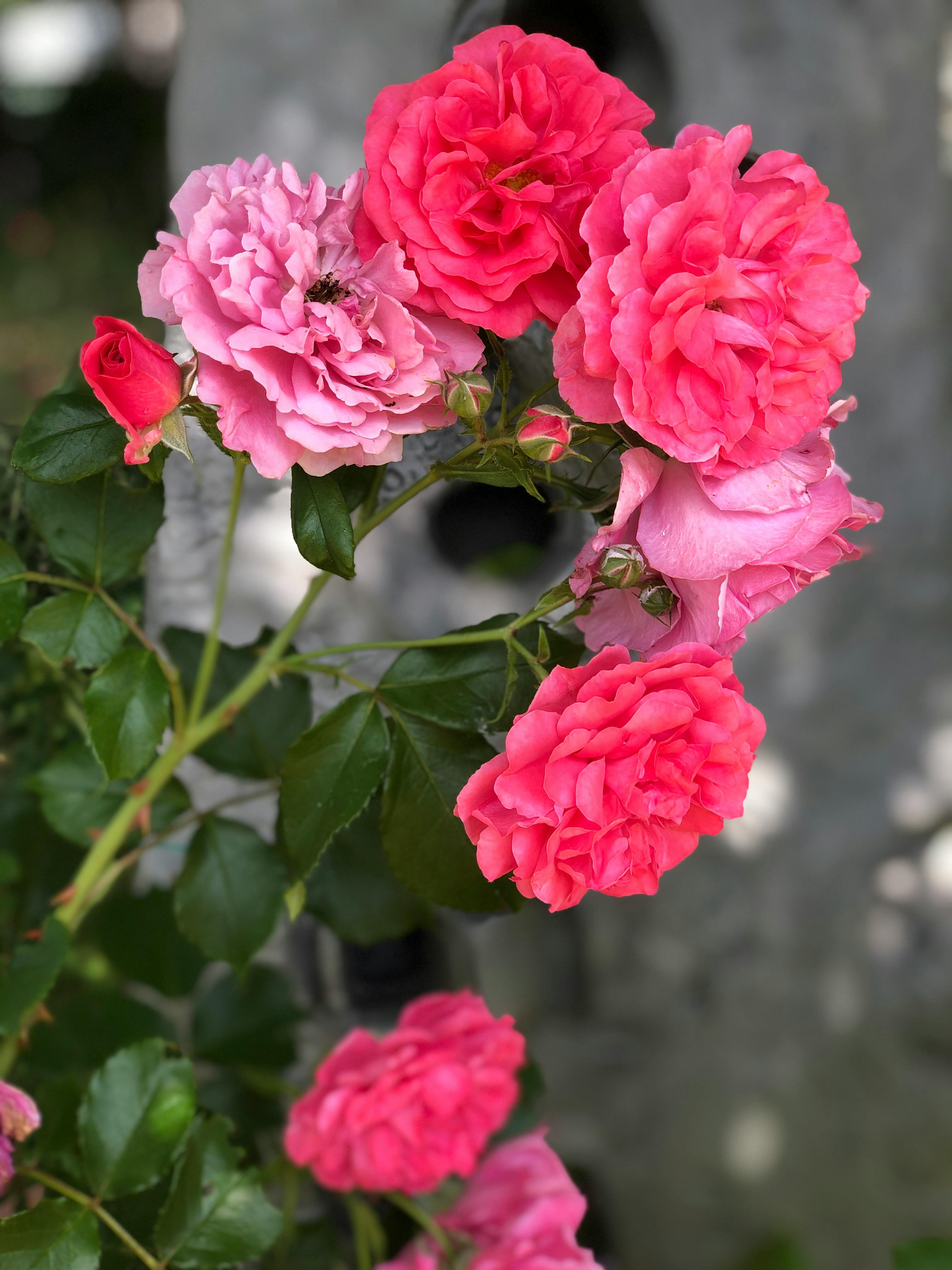 [ColoSach]-close-up-of-vibrant-pink-roses-in-full-bloom,-showcasing-natural-beauty-outdoors.