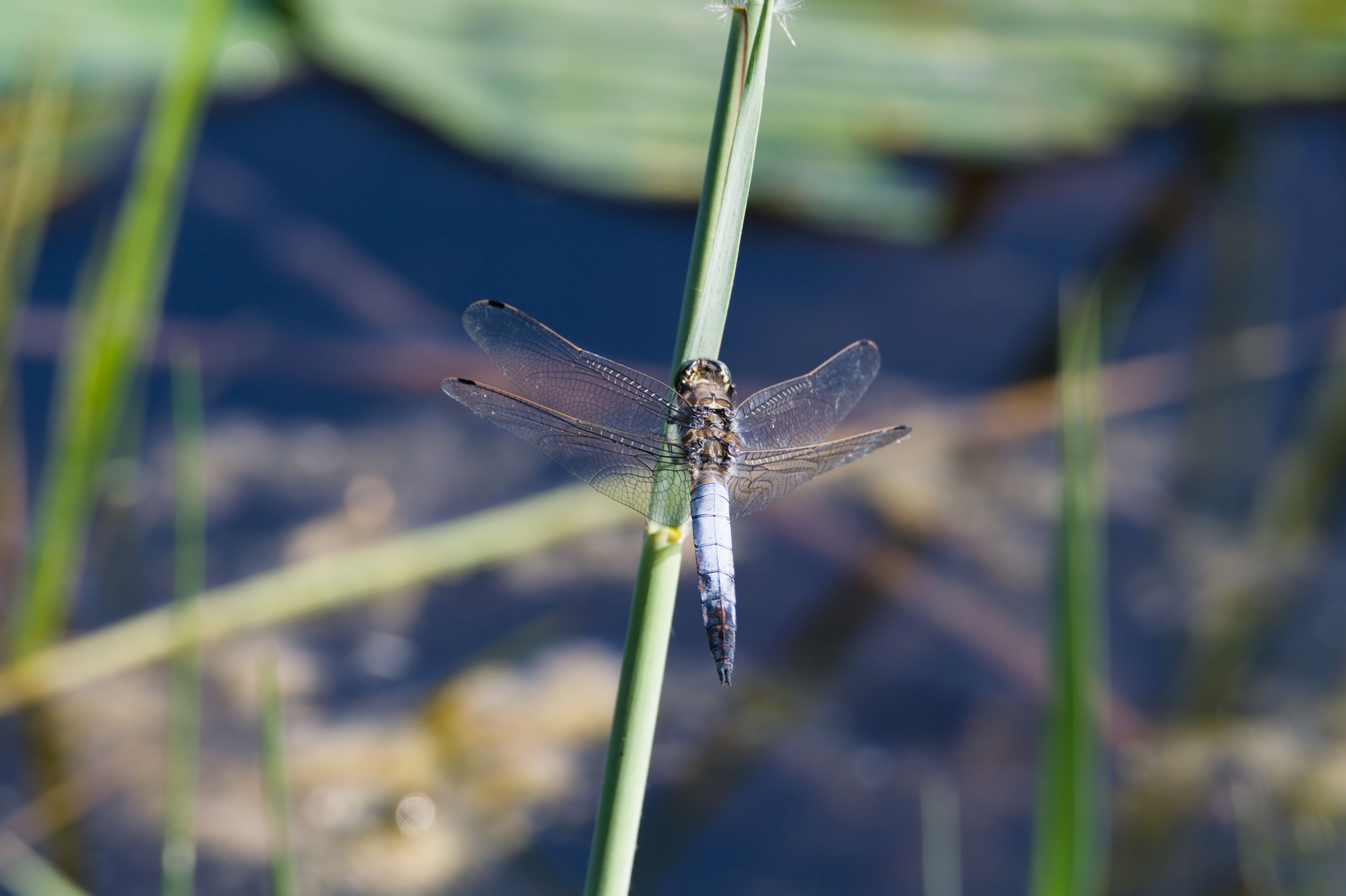 Close-up of Dragonfly Resting on a Reed · Free Stock Photo