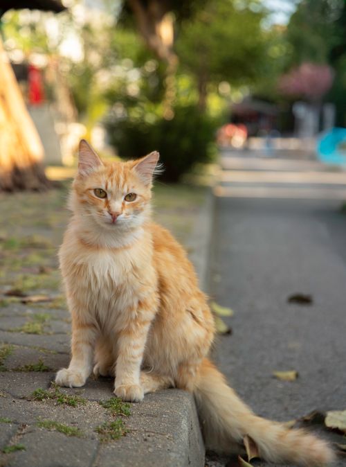 Free A ginger cat sits on a street curb in Kınalıada, İstanbul, captured in daylight. Stock Photo
