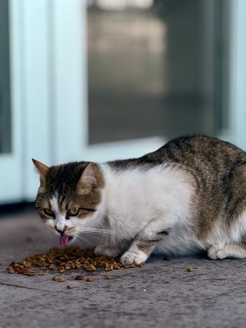 Free Close-up of a domestic cat eating dry pet food outdoors with a blurred background. Stock Photo
