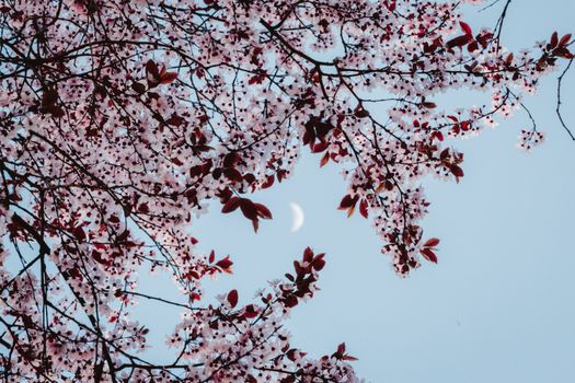 Beautiful cherry blossoms framing a crescent moon against a clear sky in Berlin.