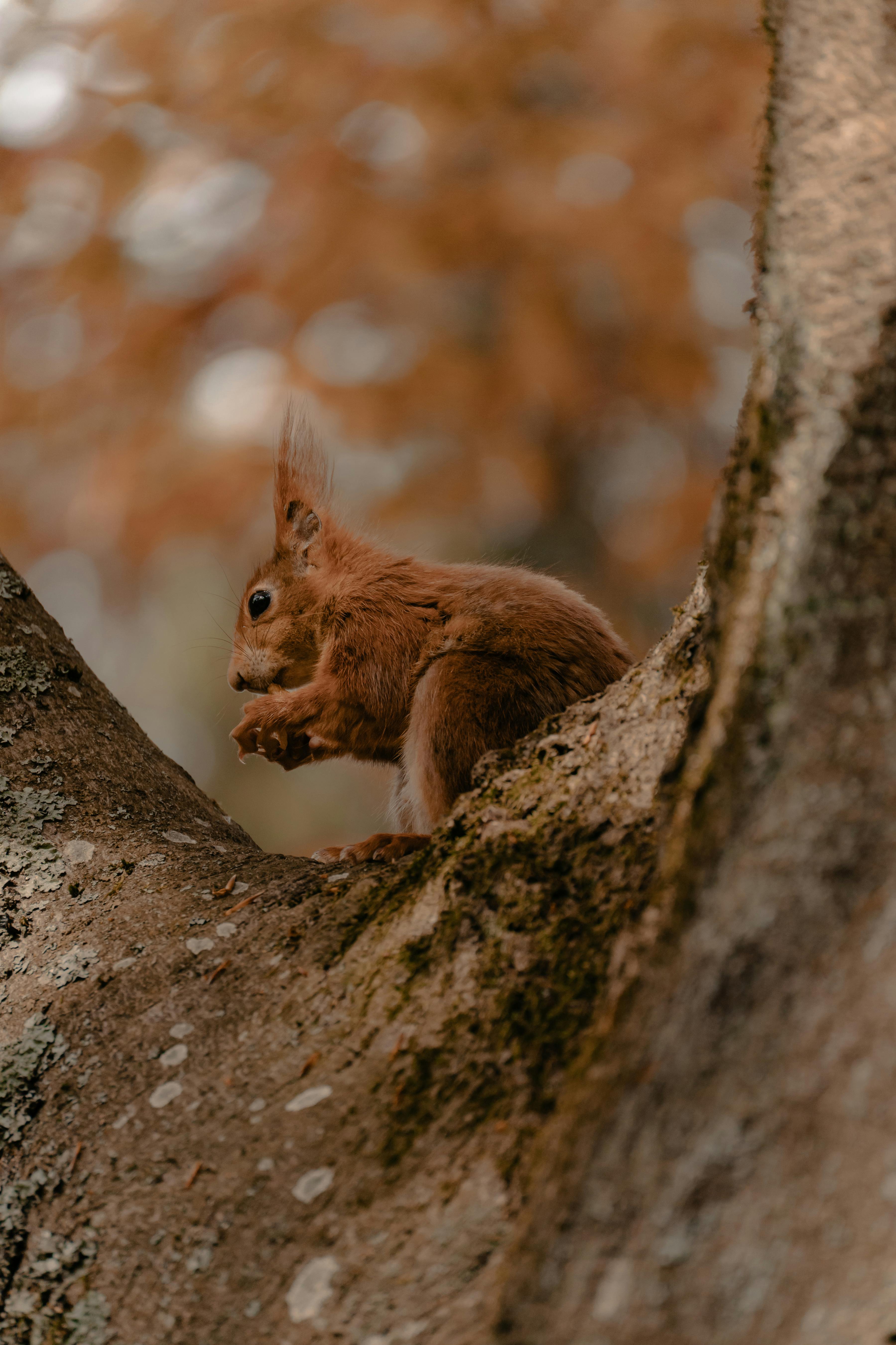 A red squirrel is perched on a tree trunk, munching on a nut during autumn.