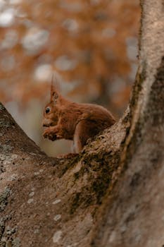 A red squirrel is perched on a tree trunk, munching on a nut during autumn.