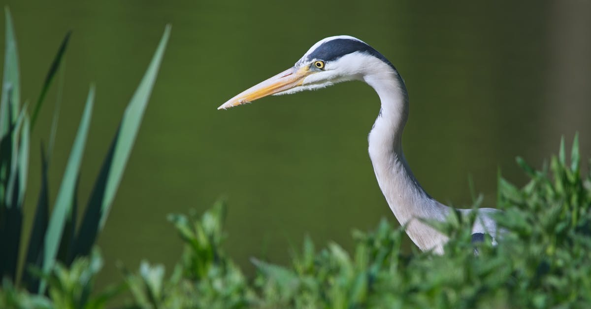 新世界攜手國際設計師Martin Brudnizki 打造豪宅滶晨會所 靈感來自南區自然美景