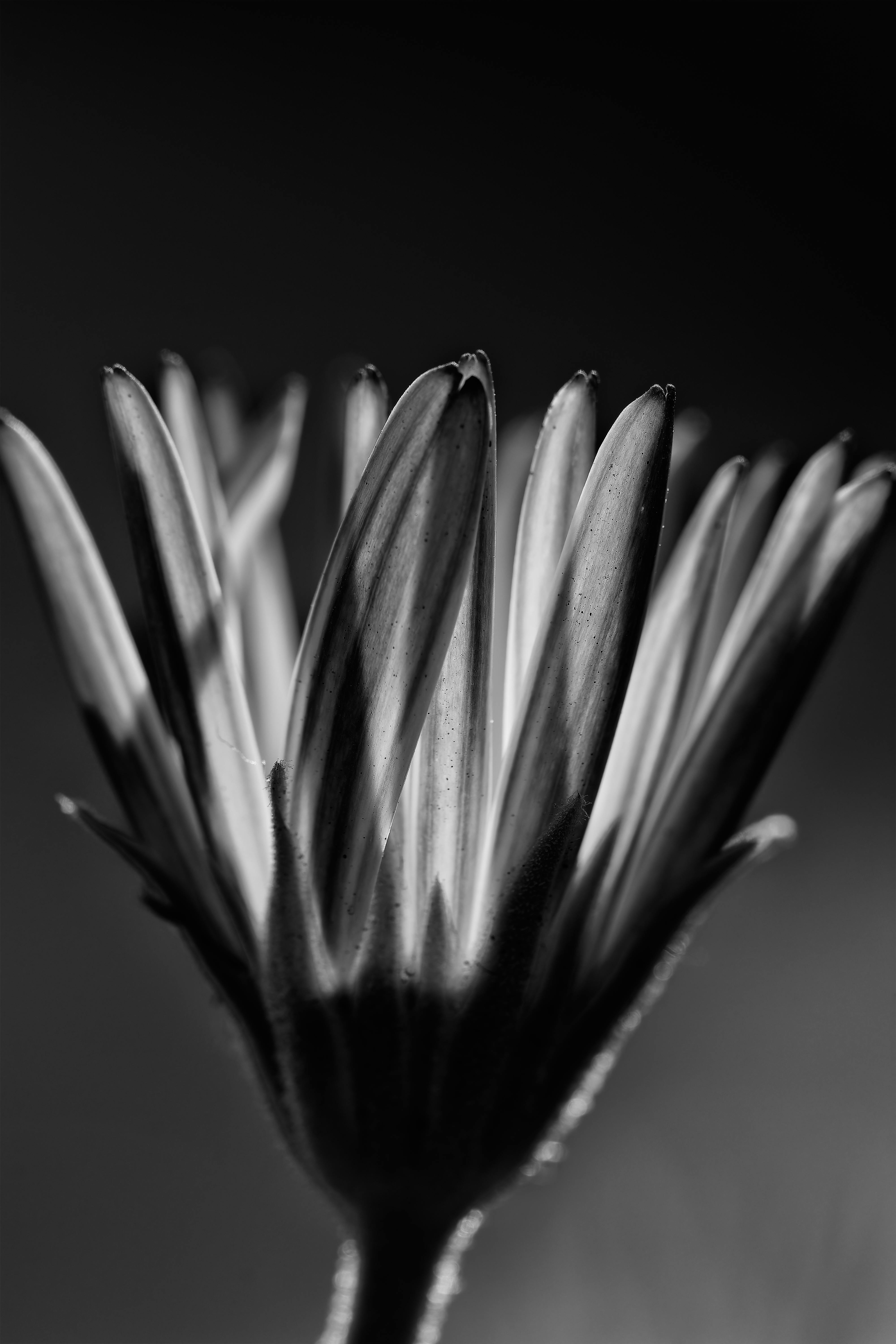 Black Blossom Photos, Download The BEST Free Black Blossom Stock Photos