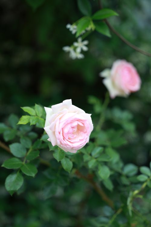 Lusuh Roses Close-up of Pink Roses in a Lush Garden Setting · Free Stock Photo