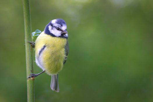 Close-up of a blue tit bird perched on a green stem with a blurred nature background.