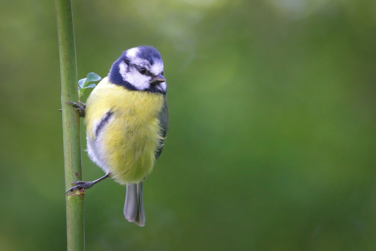 close up of a blue tit bird perched on a green stem with a blurred nat