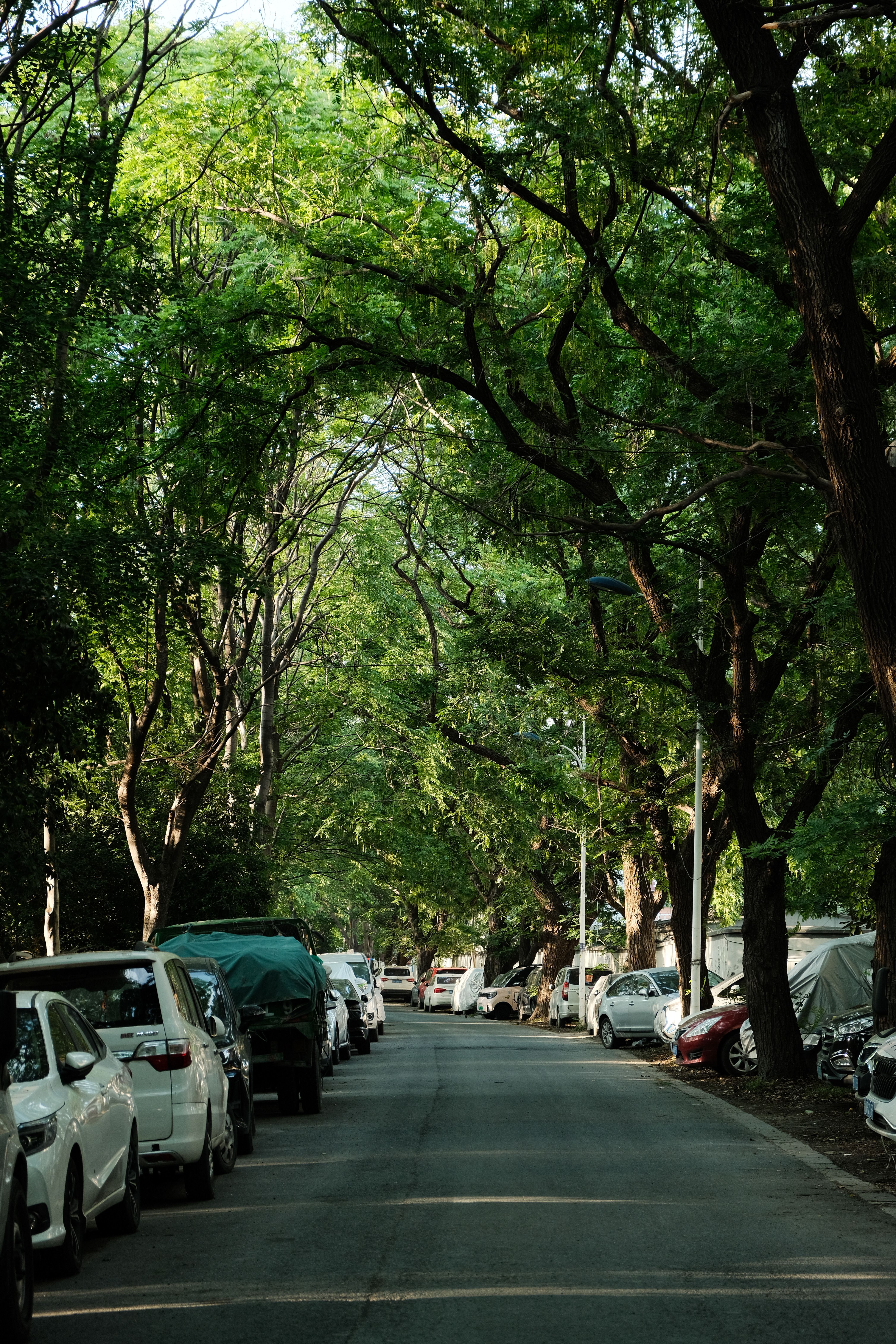 Urban Scene with Tree and Bus Stop · Free Stock Photo