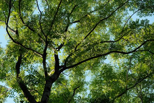 Free Looking up at a sunlit tree canopy with vibrant green leaves against a clear blue sky in summer. Stock Photo