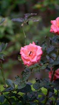 Close-up of vibrant pink roses in lush garden setting, exuding natural beauty.