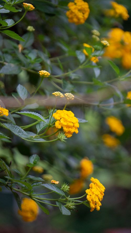 Free Close-up of yellow lantana flowers with green foliage, capturing the essence of natural beauty. Stock Photo