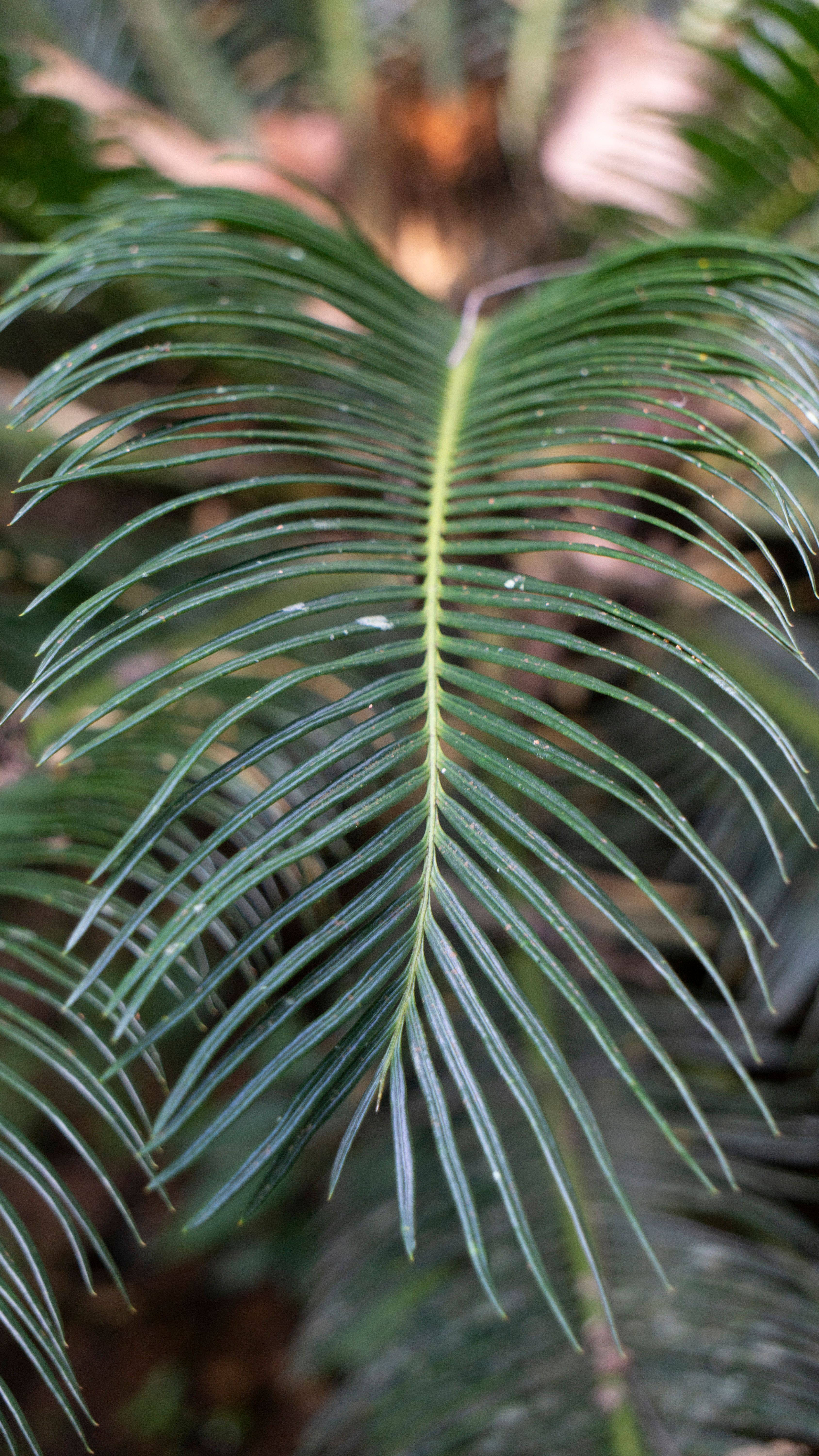 Cycladic Leaf Top