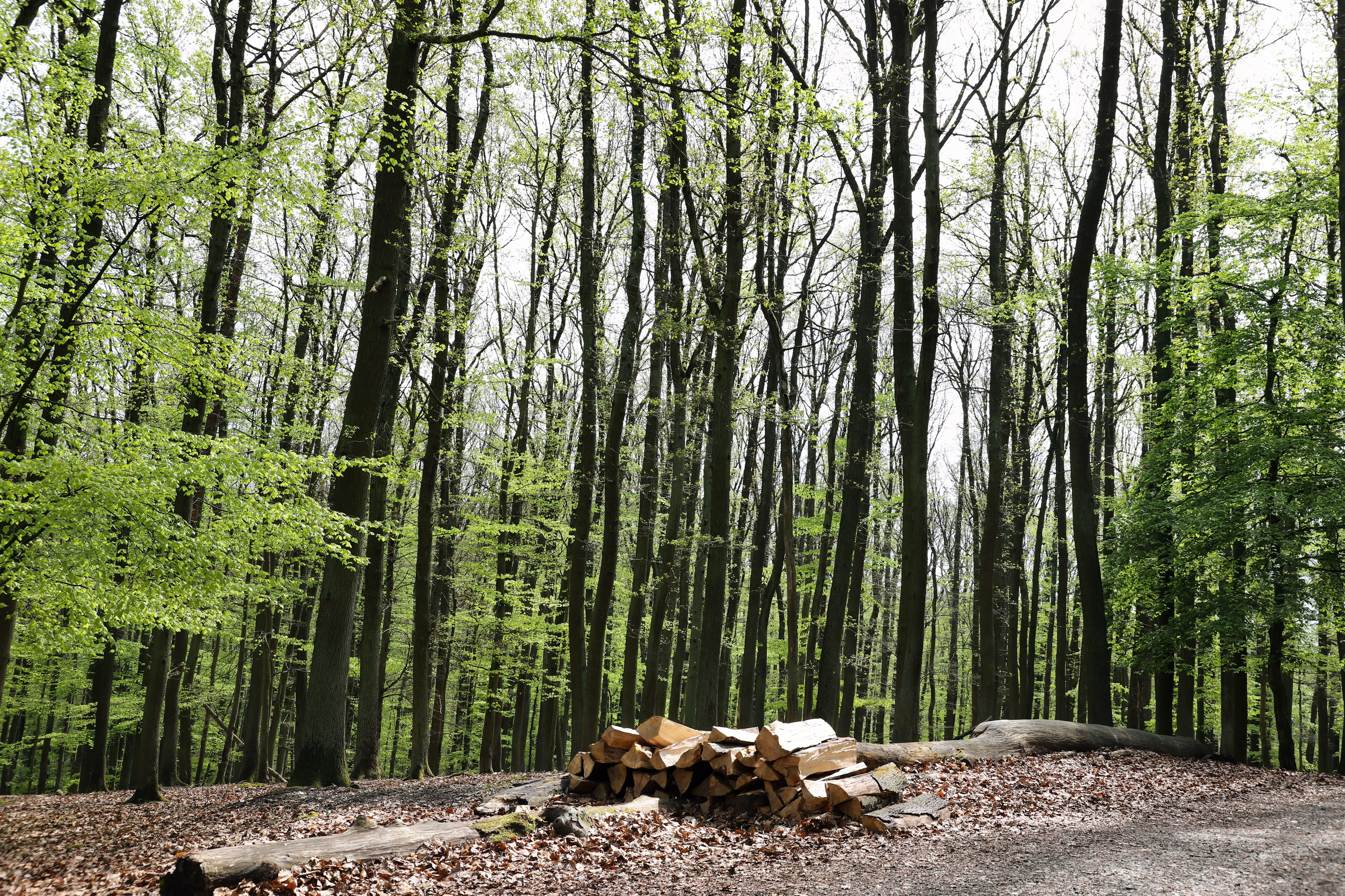 Alkmaarderhout