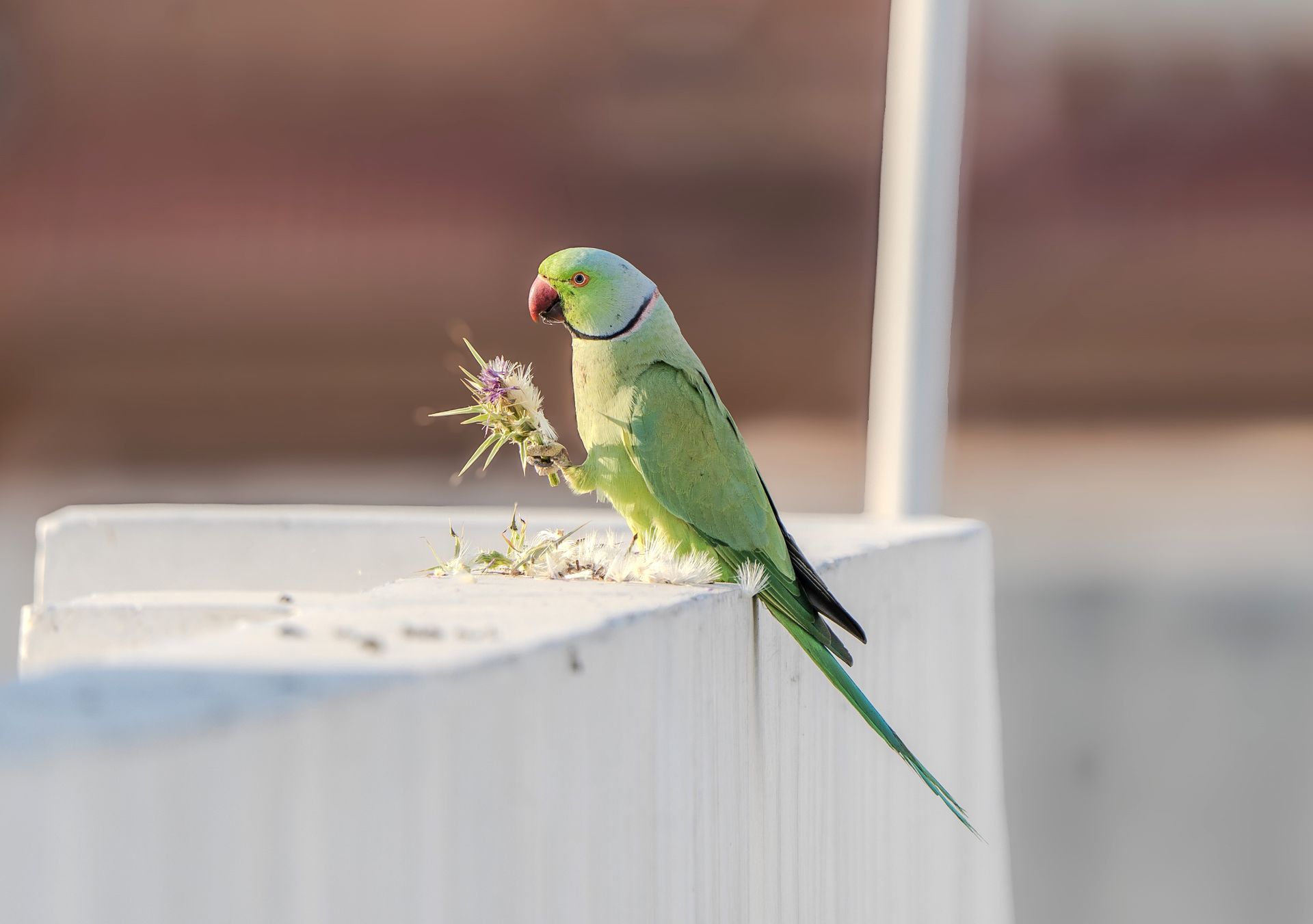Elegant green parrot perched on white rail holding a thistle flower.