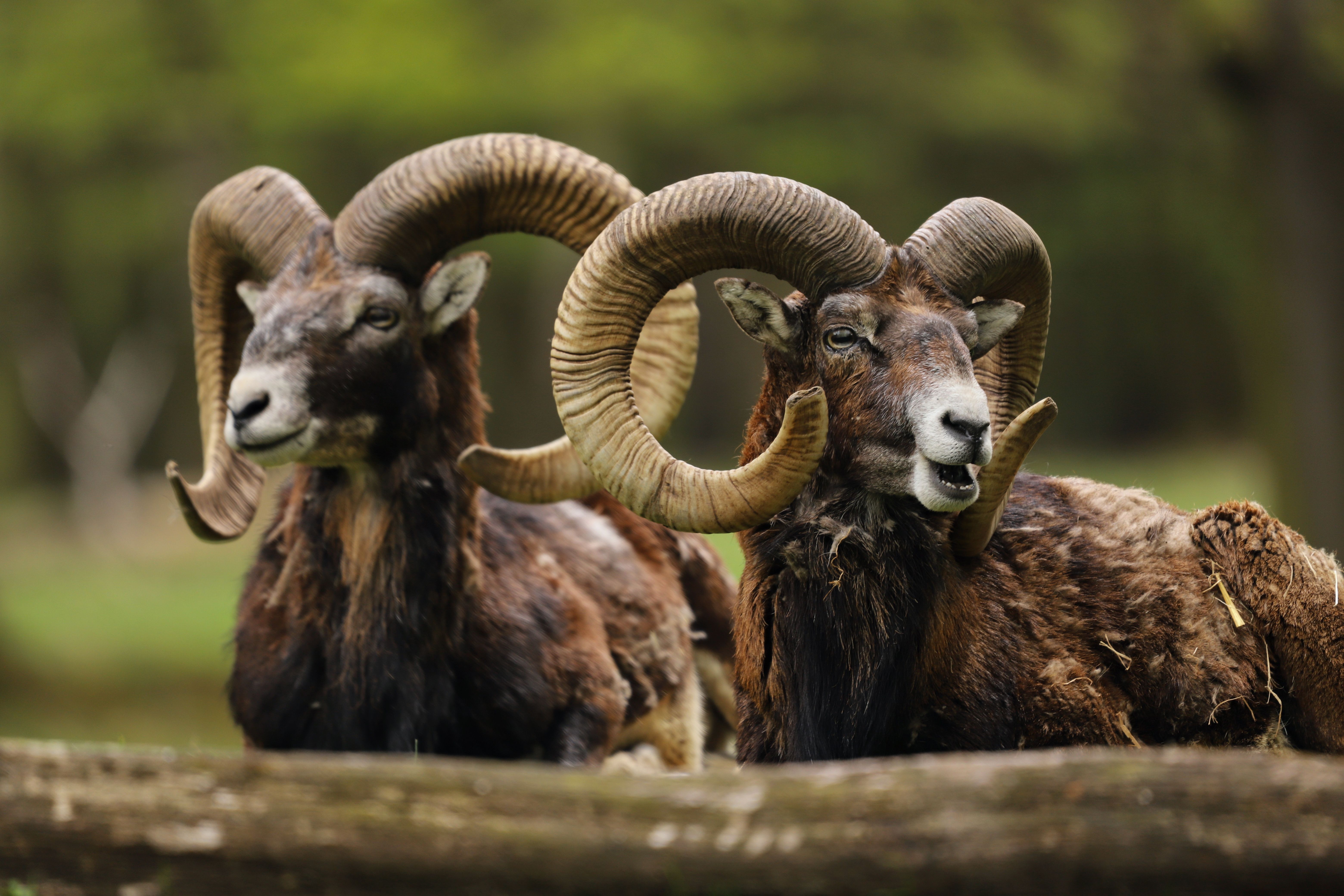 Majestic Mouflons with Impressive Horns in Wildlife Park · Free