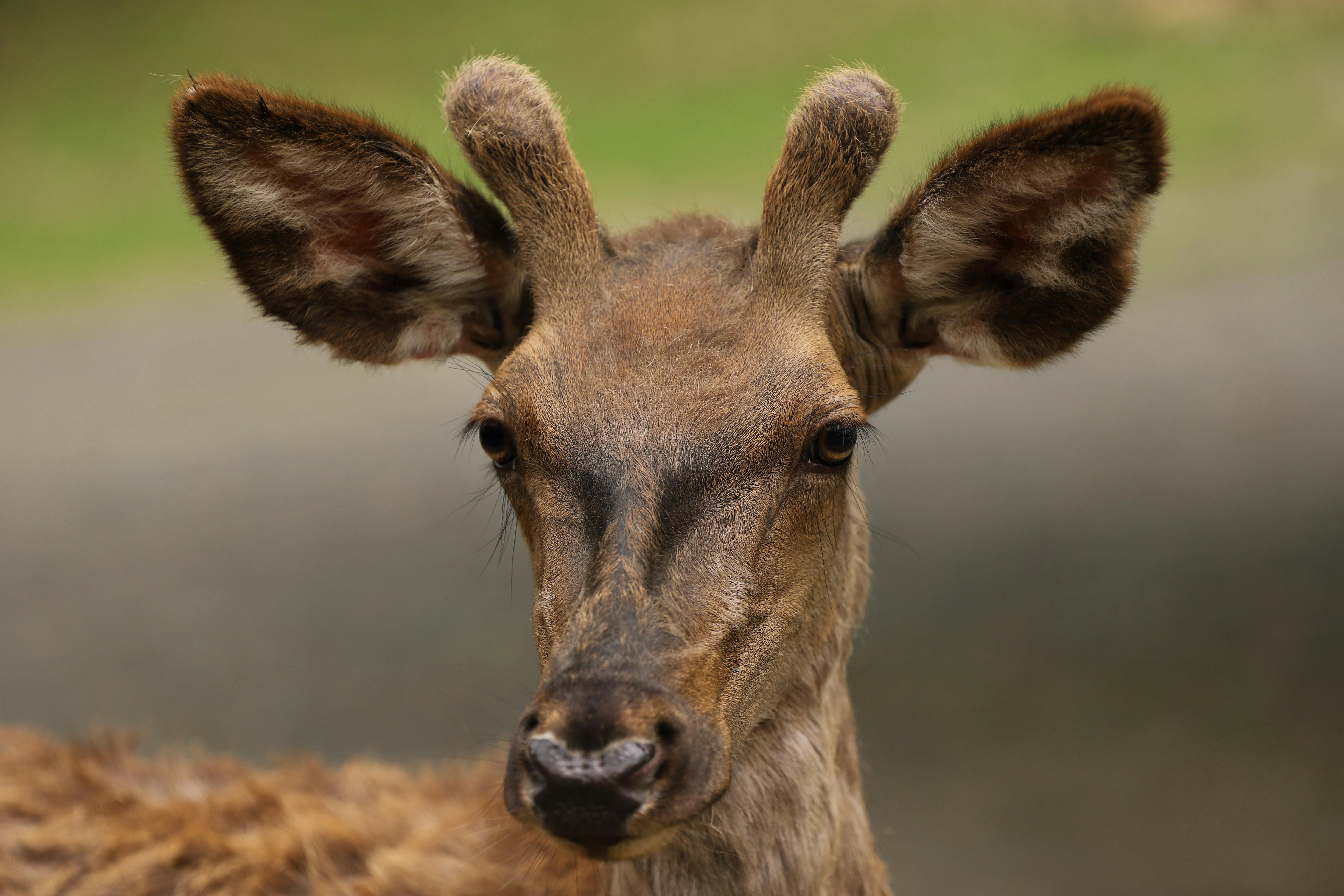 grátis Retrato detalhado de um jovem gamo com chifres em desenvolvimento em um ambiente natural. Foto profissional