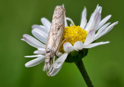 Detailed image of a moth resting on a daisy flower in a meadow, showcasing nature's beauty.