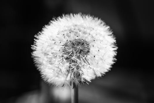 Detailed monochrome close-up of a dandelion seed head captured in Andernach, Germany.