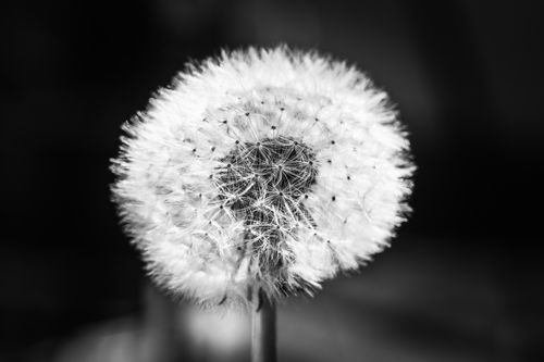 Free Detailed monochrome close-up of a dandelion seed head captured in Andernach, Germany. Stock Photo