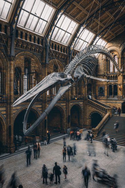Blue whale skeleton hanging in London's Natural History Museum with visitors exploring the grand hall.