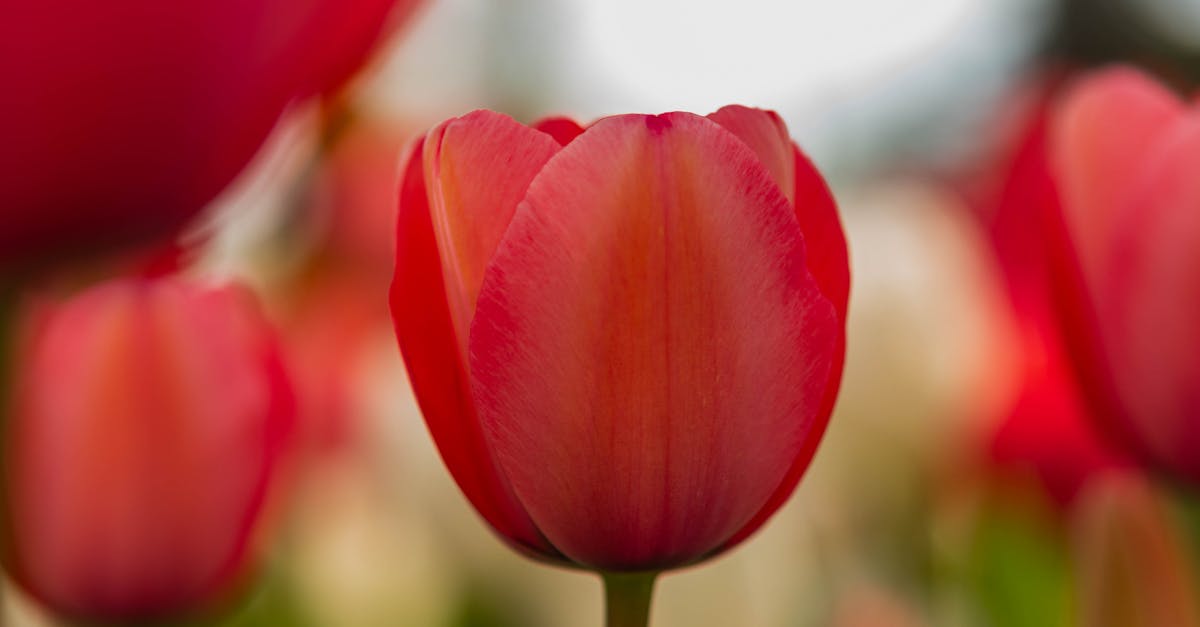北京國際鮮花港郁金香文化節盛大開幕,80萬株郁金香爭奇鬥艷