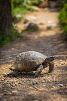 Tortoise walking on a sunny dirt path surrounded by nature, showcasing its natural habitat and slow-paced journey.
