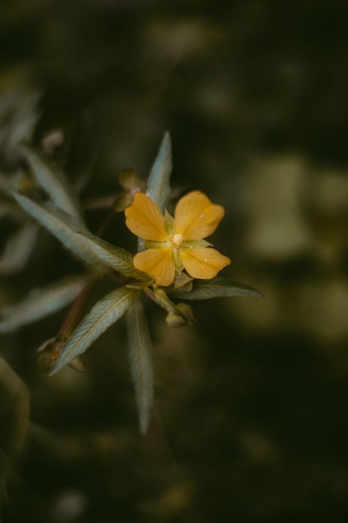 Free A detailed macro shot of a yellow wildflower blooming in Lagos, Nigeria. Stock Photo