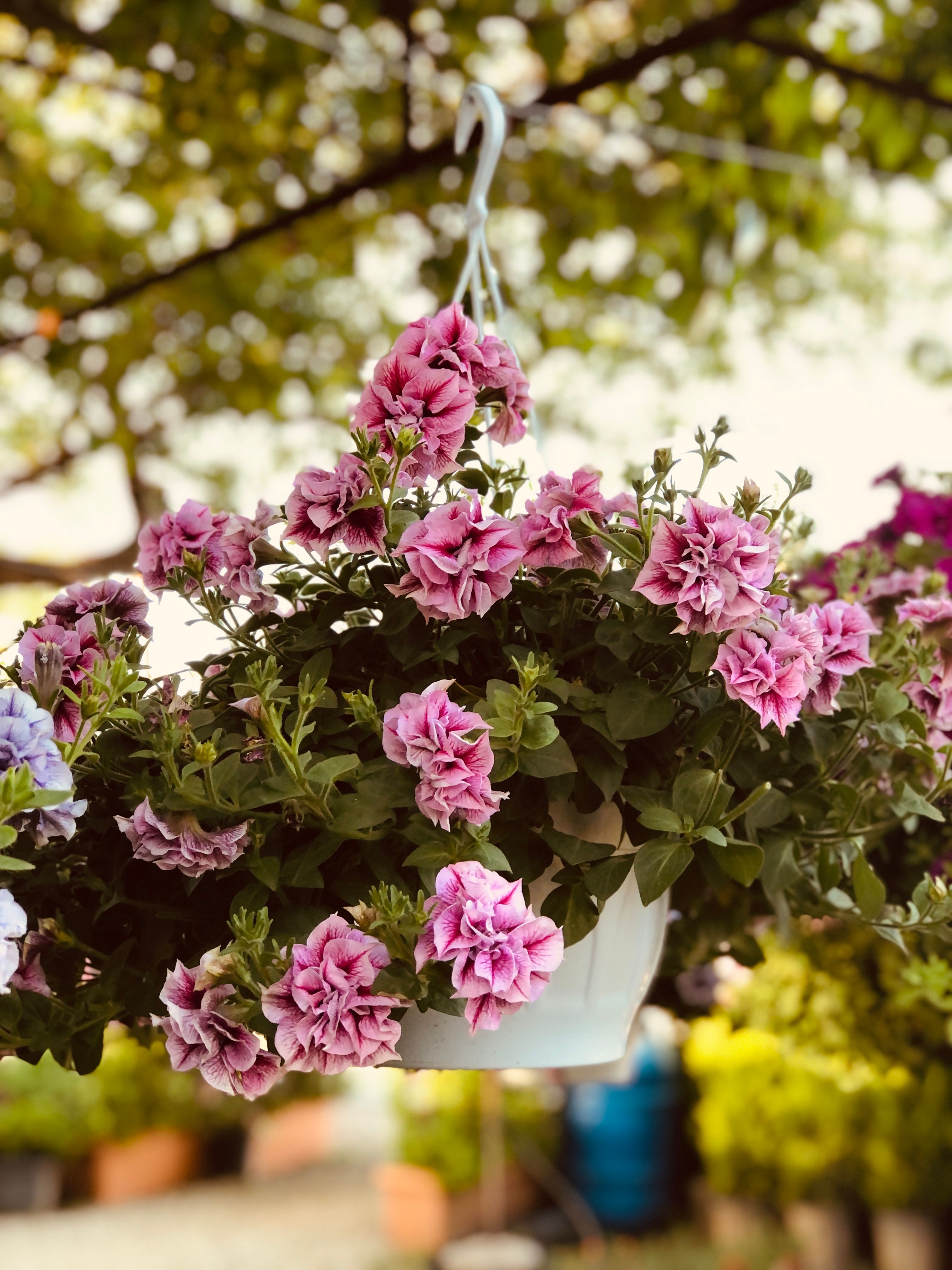 Mid-season pinching of a petunia hanging basket