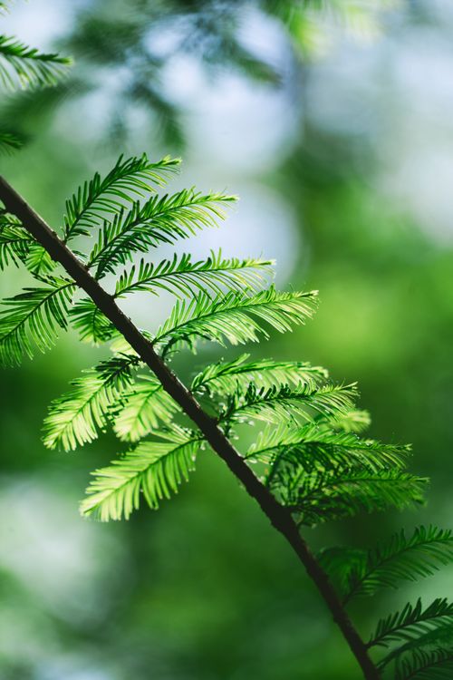 Free Green fern leaf in focus with a soft, blurred green background, showcasing nature's beauty. Stock Photo