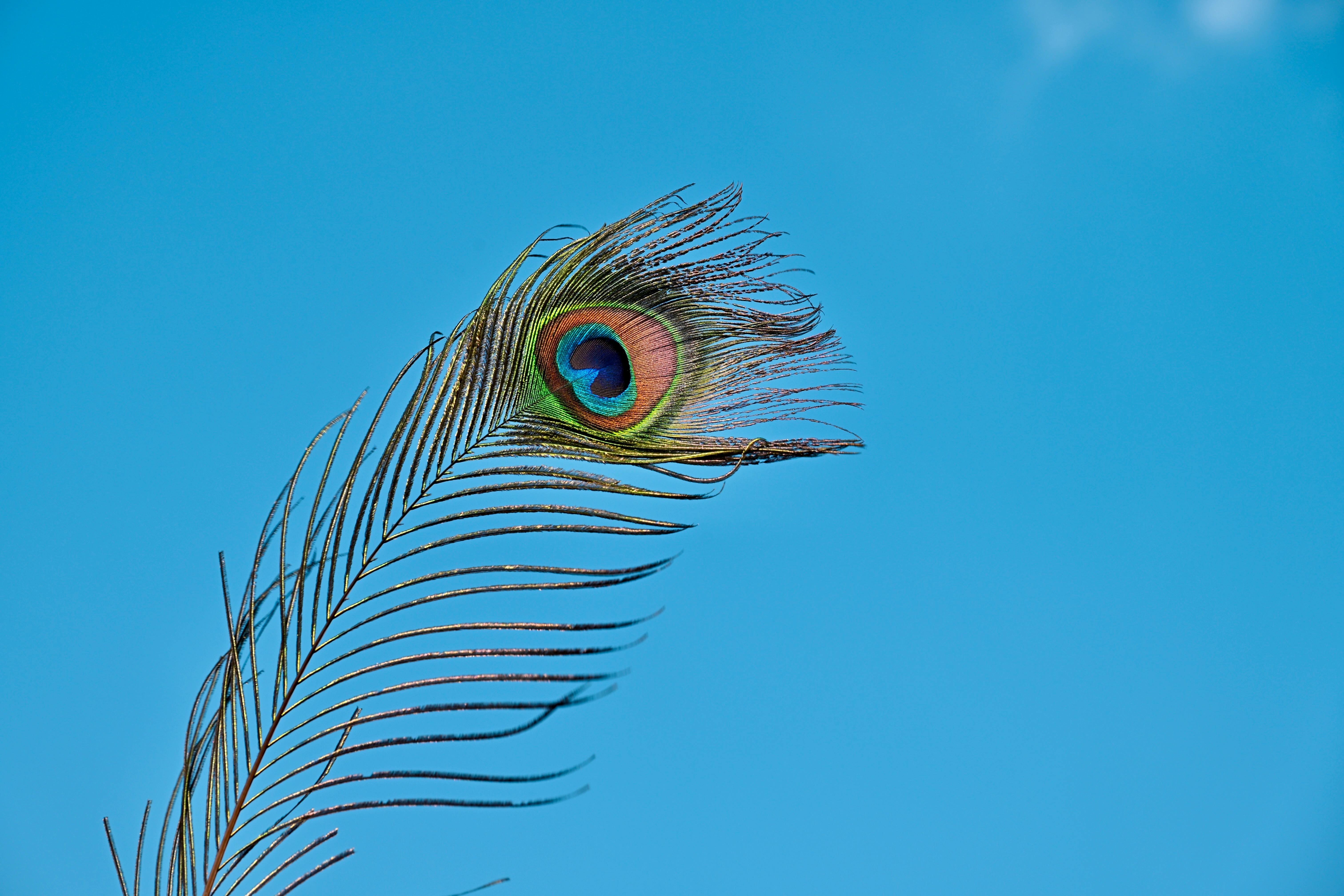 Vivid Peacock Feather Against Clear Blue Sky · Free Stock Photo, image size:6048x4032