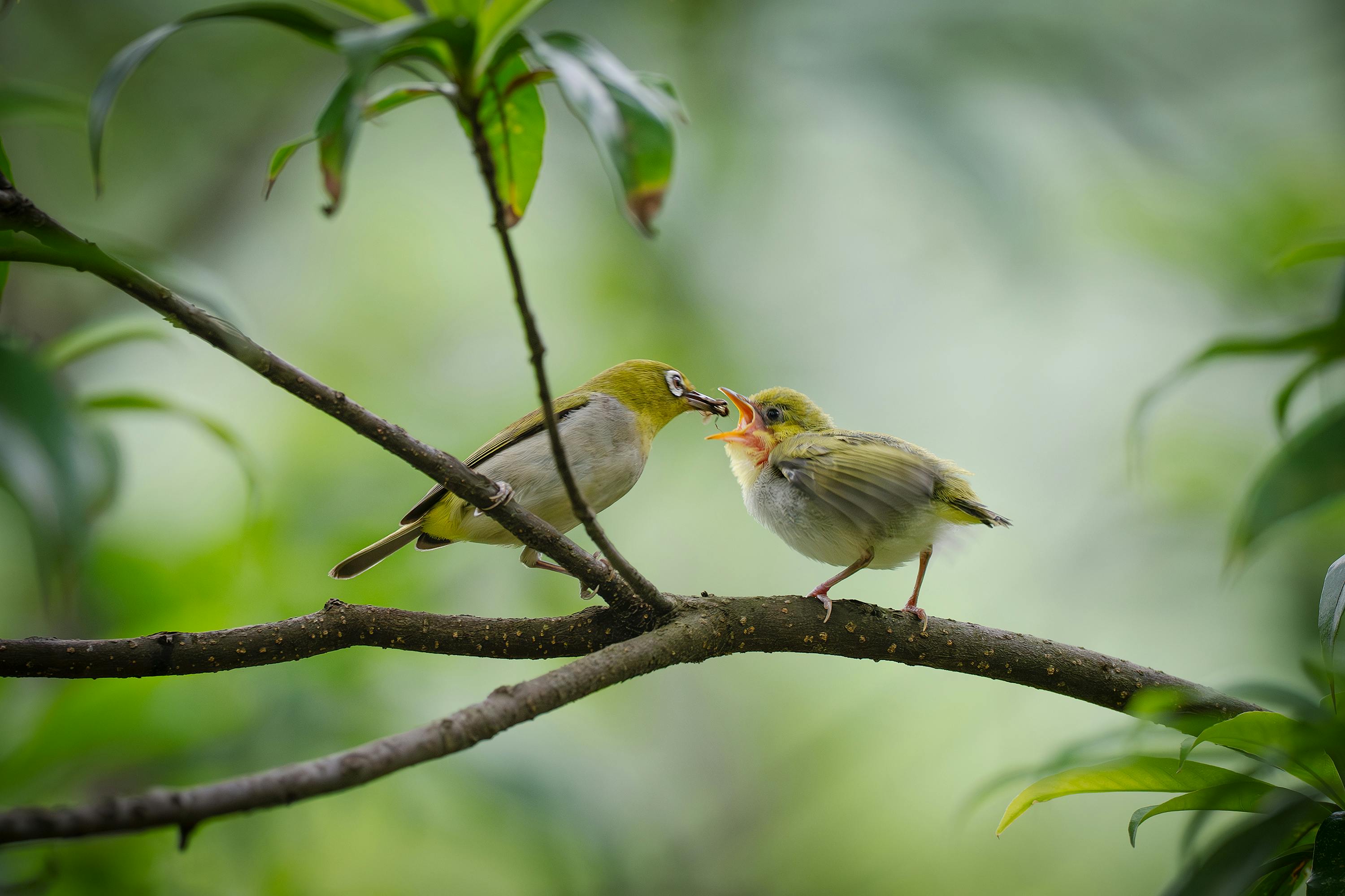A parent bird feeding its chick on a branch in a lush forest setting.