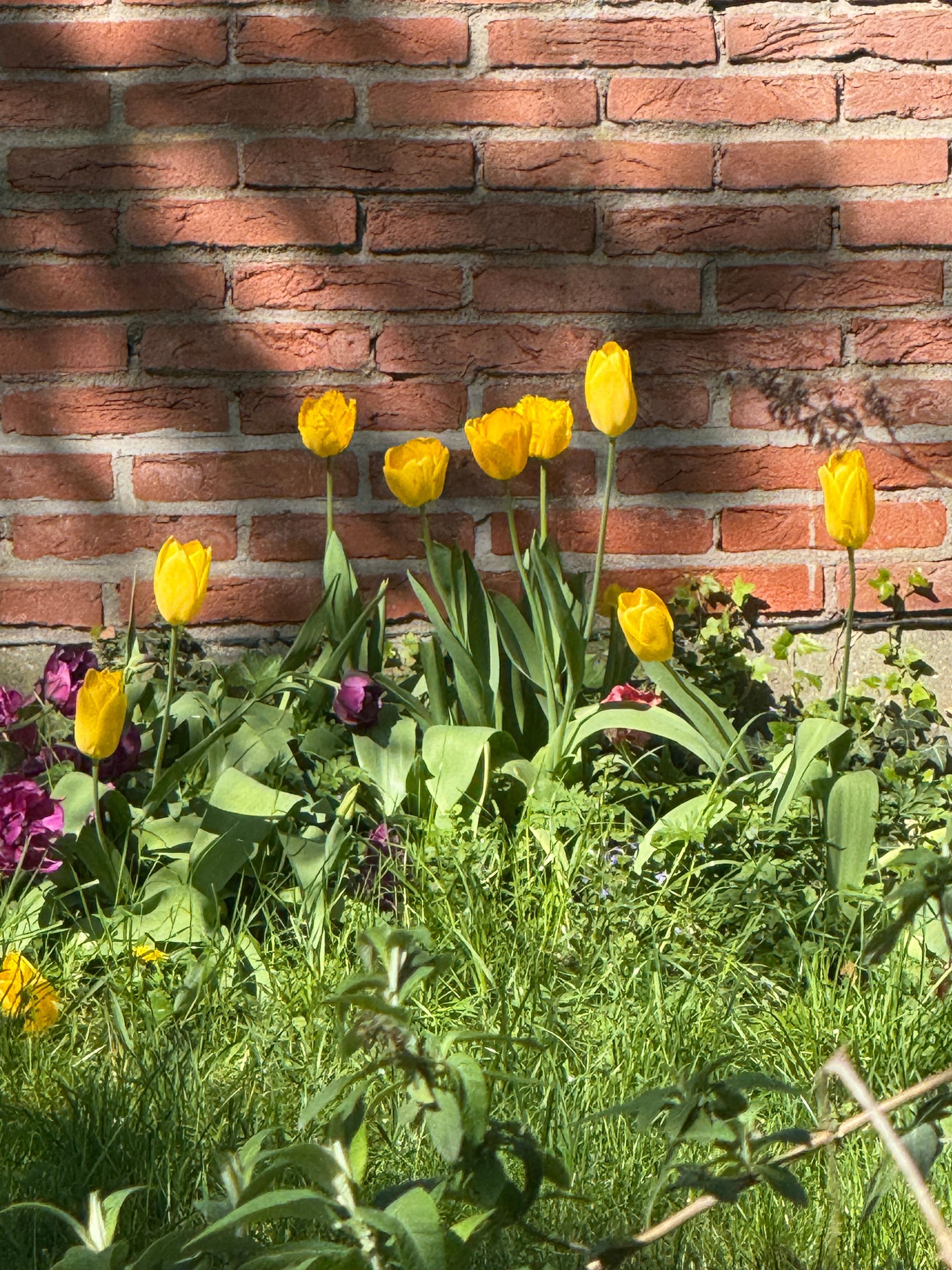 Vibrant Yellow Tulips in Garden Setting · Free Stock Photo