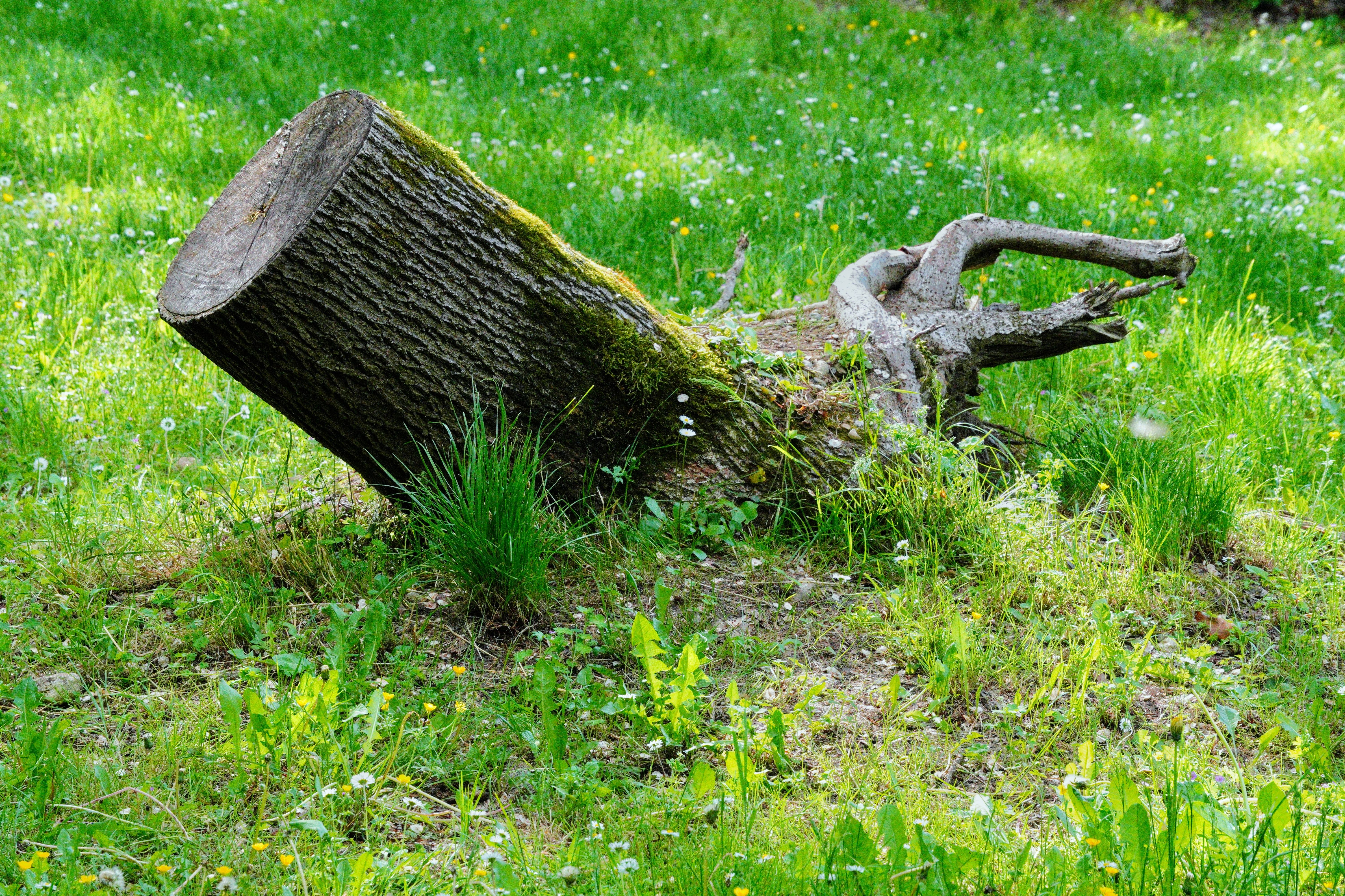 Moss-covered tree stump in a green lawn — stump removal without a grinder in Surrey BC
