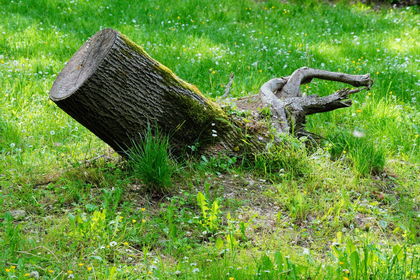 Stump Grinding in Lead, SD Moss-covered tree stump in a green field