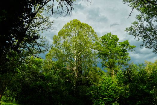Vibrant green forest scene with a dramatic overcast sky, capturing nature's beauty and tranquility.