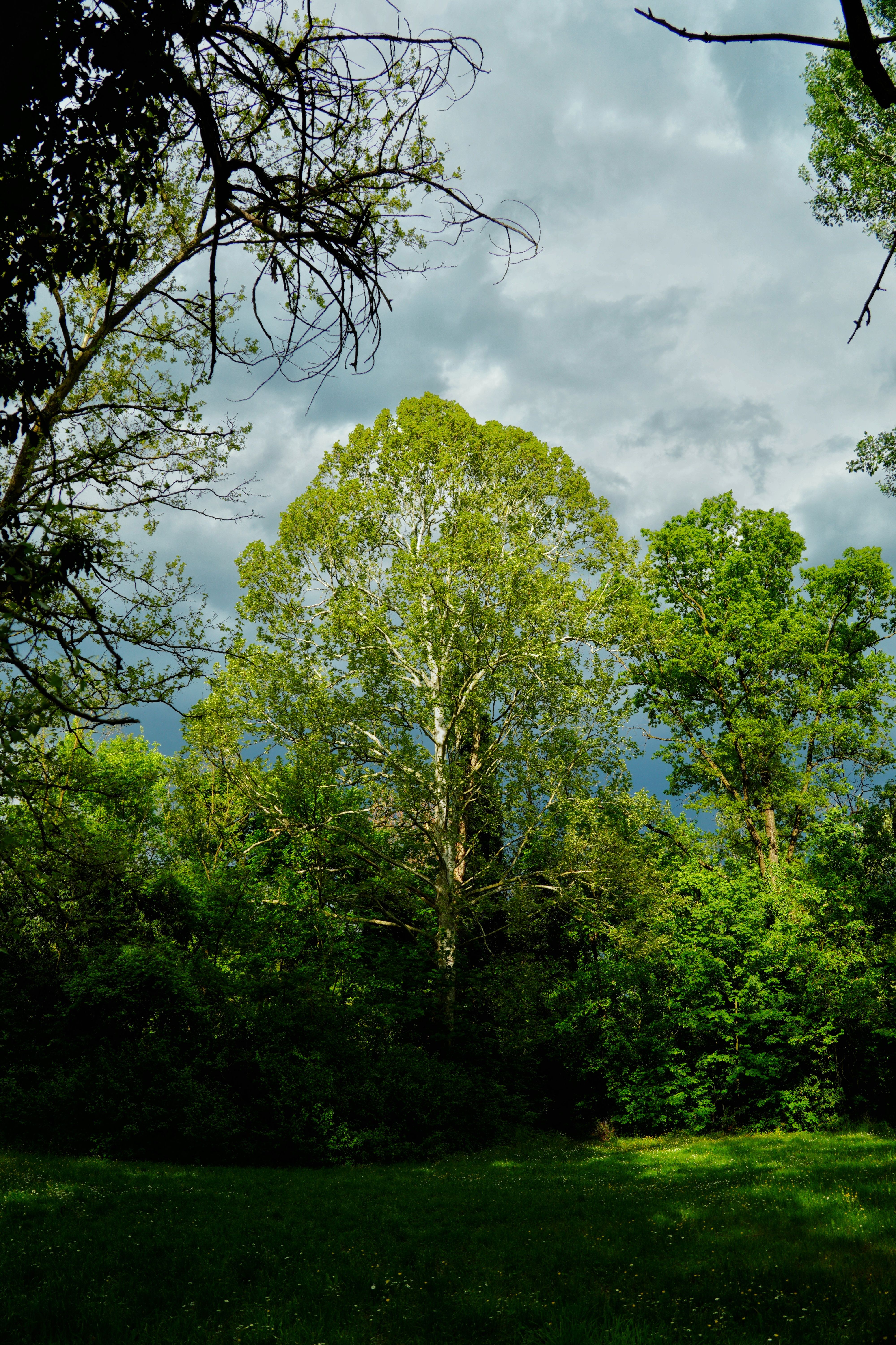 Green Trees Under Cloudy Sky · Free Stock Photo