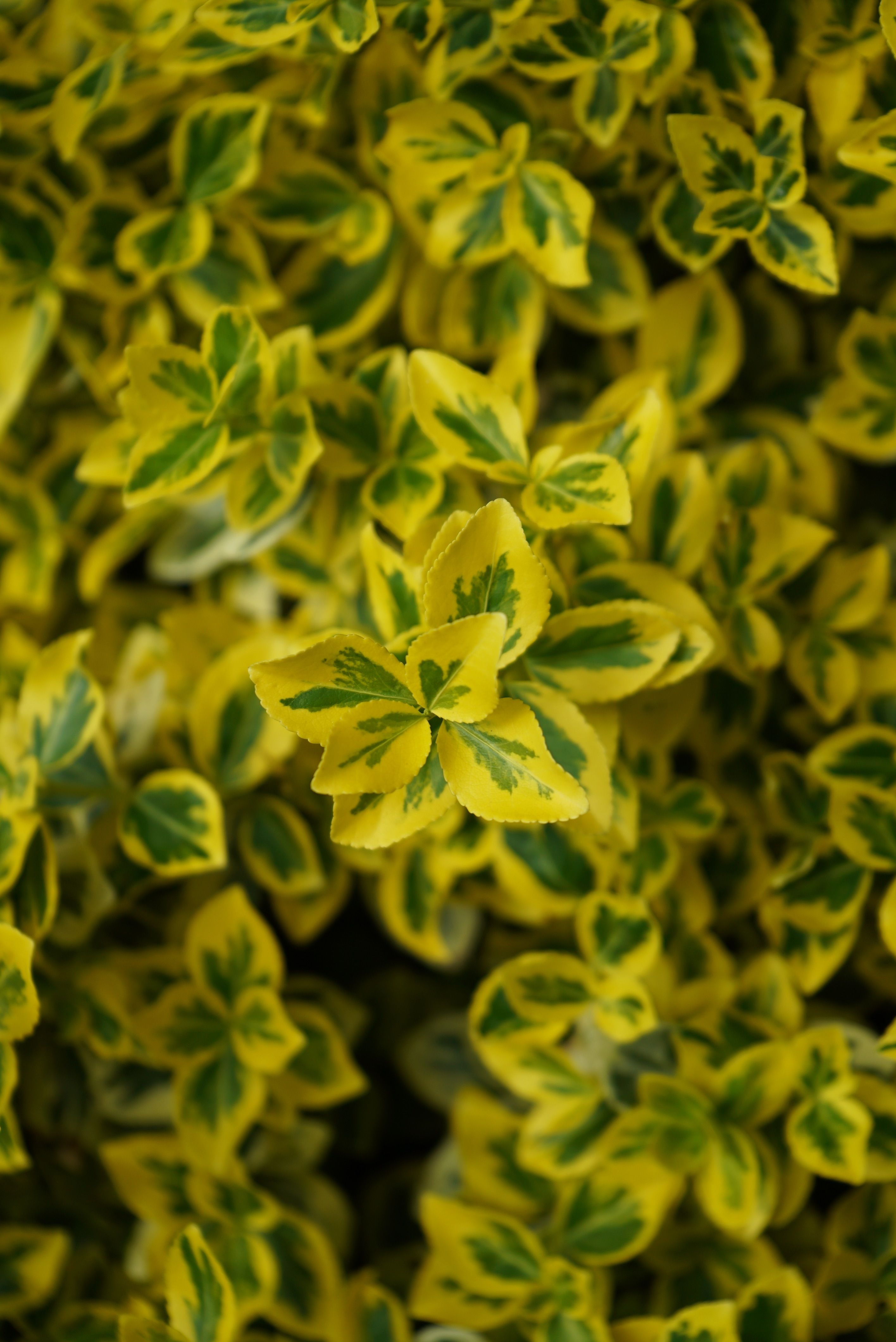 A close-up view of vibrant yellow and green variegated foliage, showcasing natural beauty.