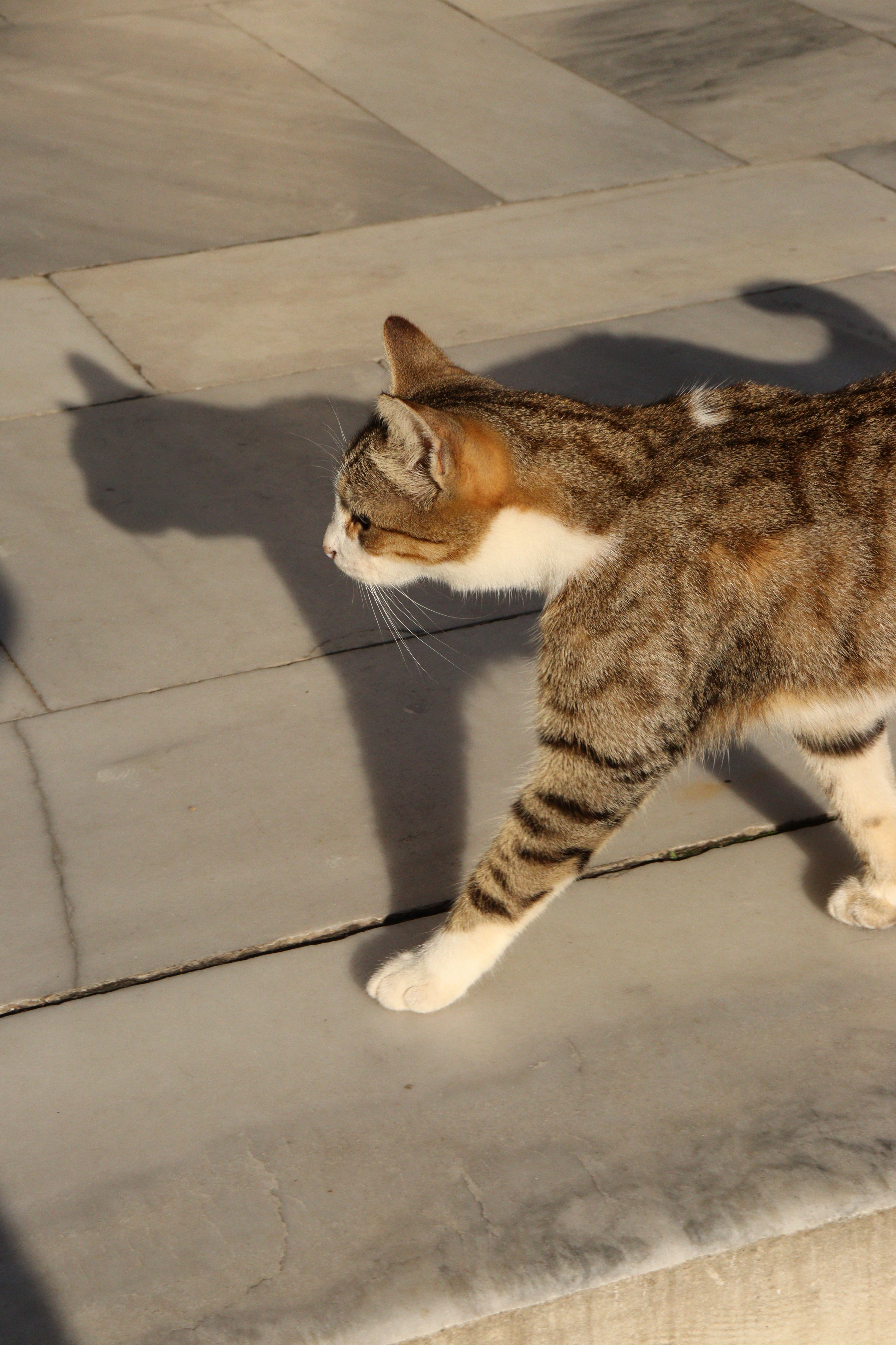 Cat Strolling on Sunlit Marble Pavement · Free Stock Photo