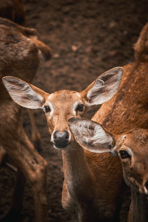 Free A detailed view of deer in their natural environment. A perfect scene capturing wildlife beauty. Stock Photo