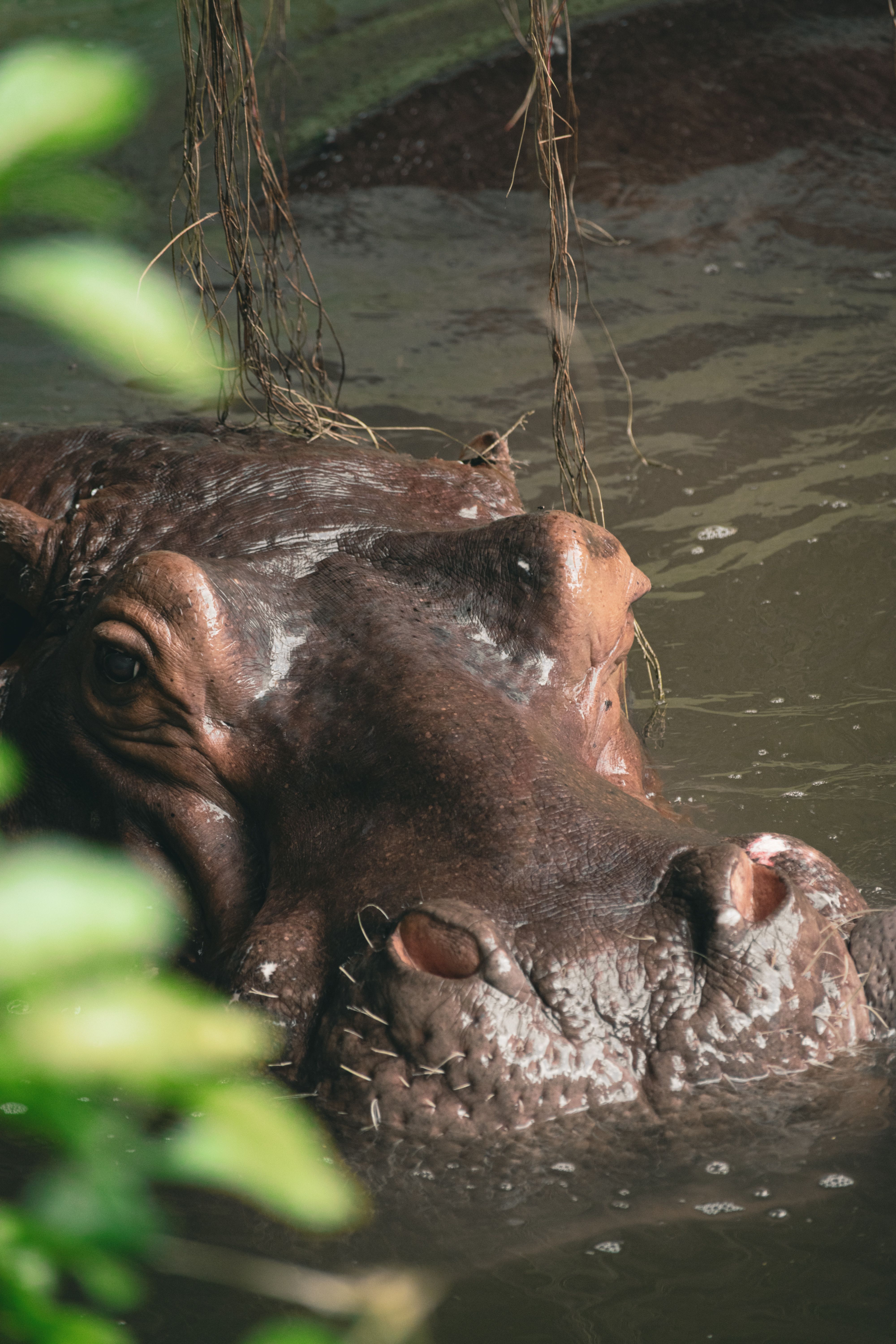 close up of hippopotamus partially submerged in water