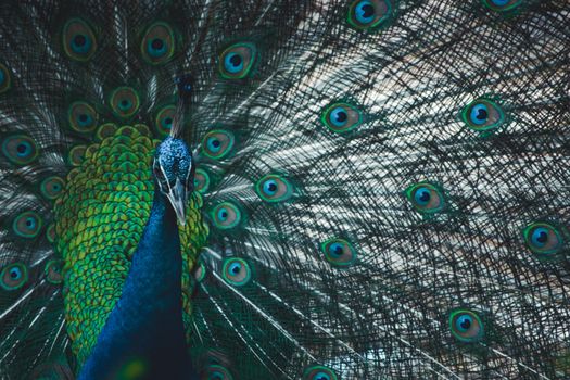 peacock photo