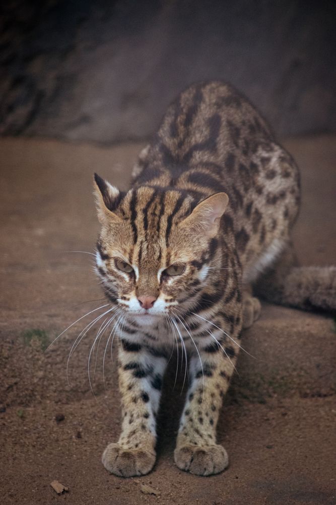 Rusty Spotted Cat Photos, Download The BEST Free Rusty Spotted Cat ...