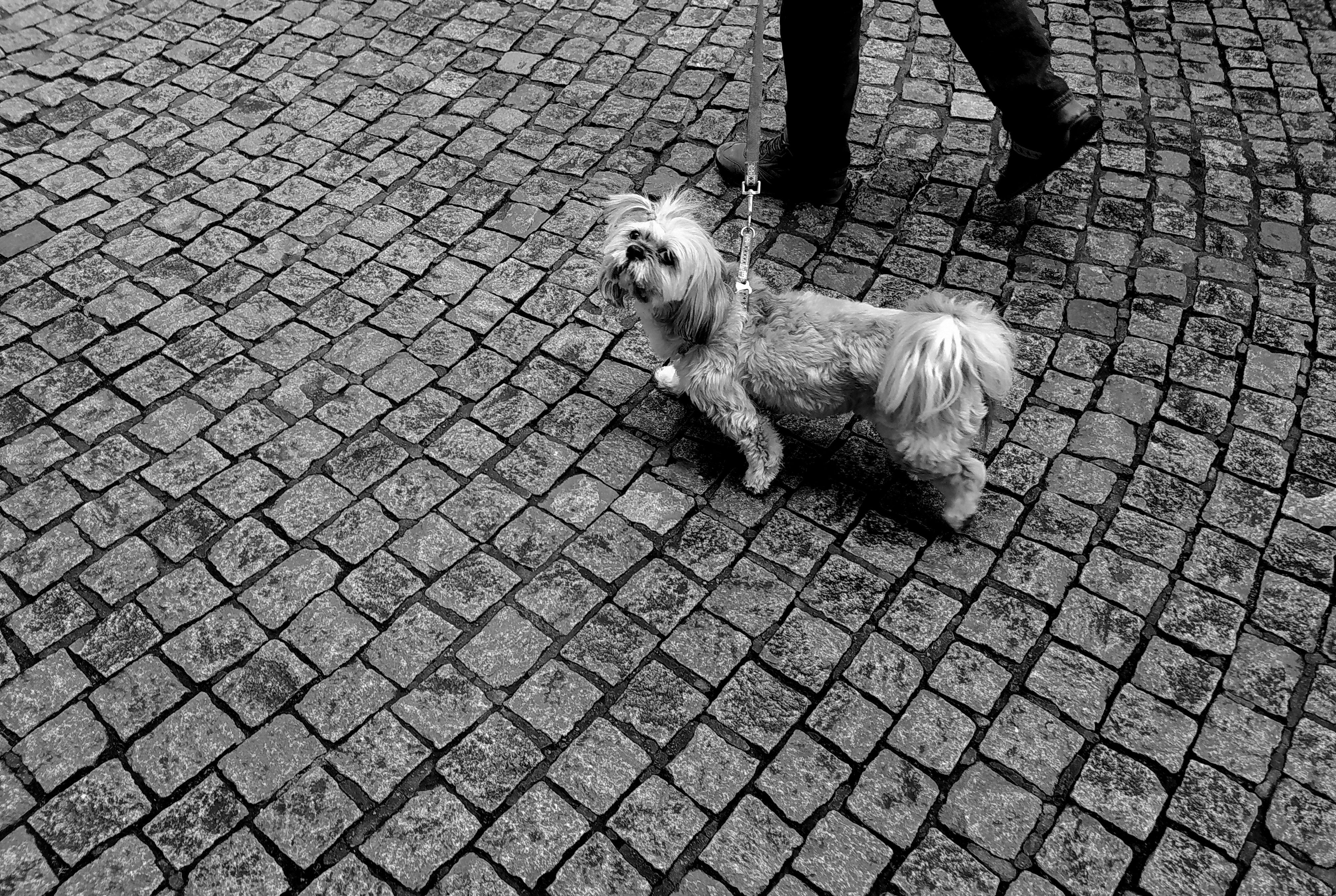 A small fluffy dog being walked on a cobblestone street in black and white.