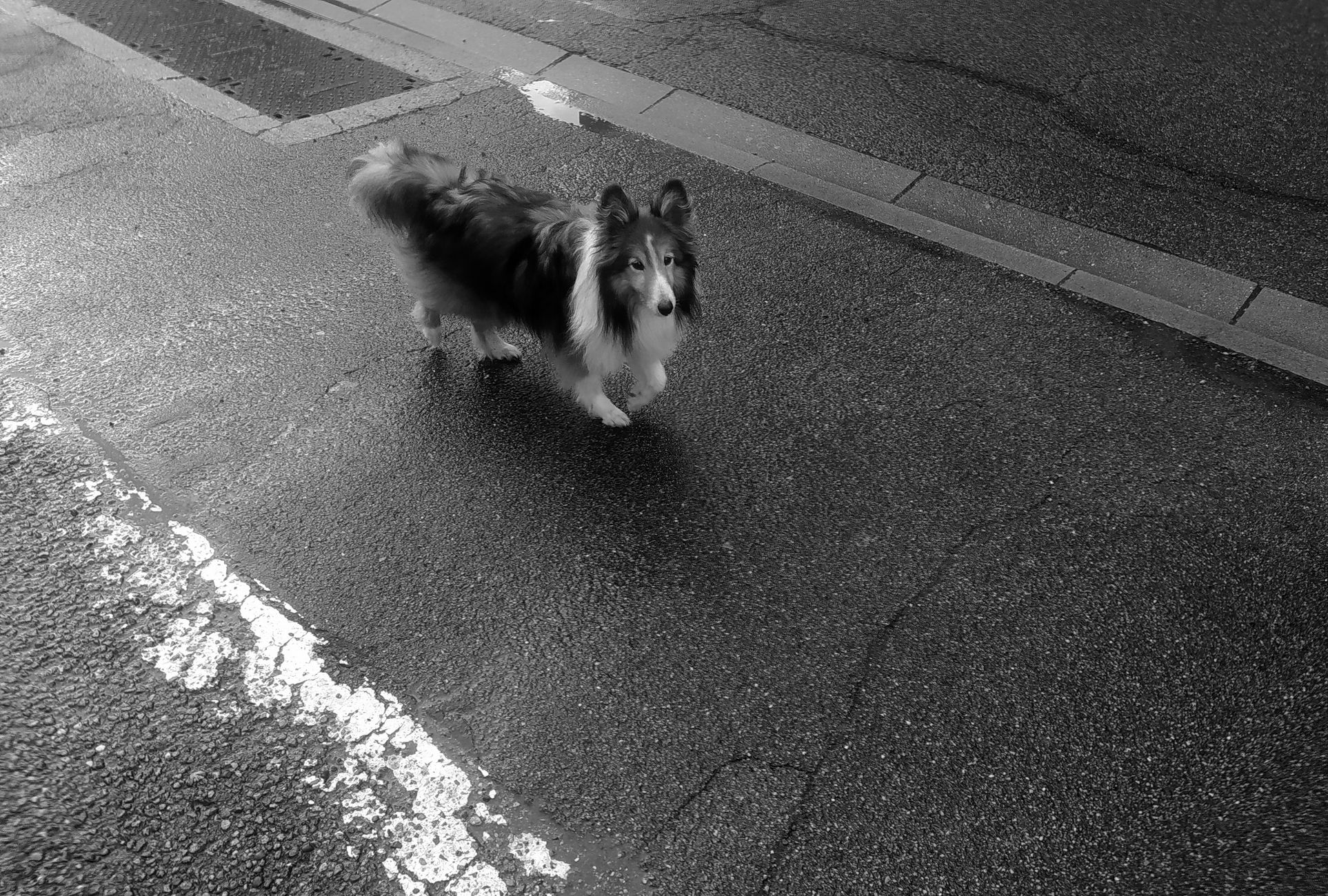 Loslopende hond veroorzaakt verkeershinder in Drechttunnel