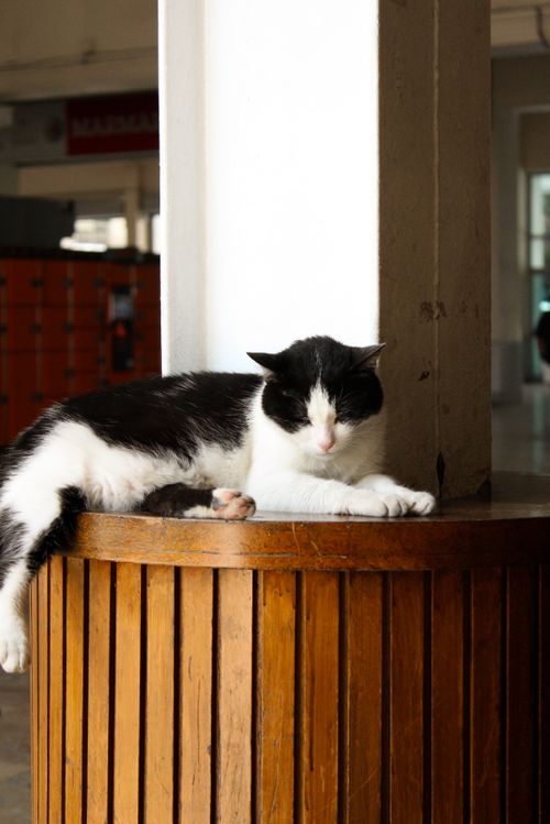 Free A black and white cat leisurely resting on a wooden surface indoors in İstanbul, Türkiye. Stock Photo