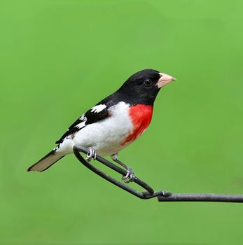 Rose-breasted Grosbeak perched on metal rod with lush green background.