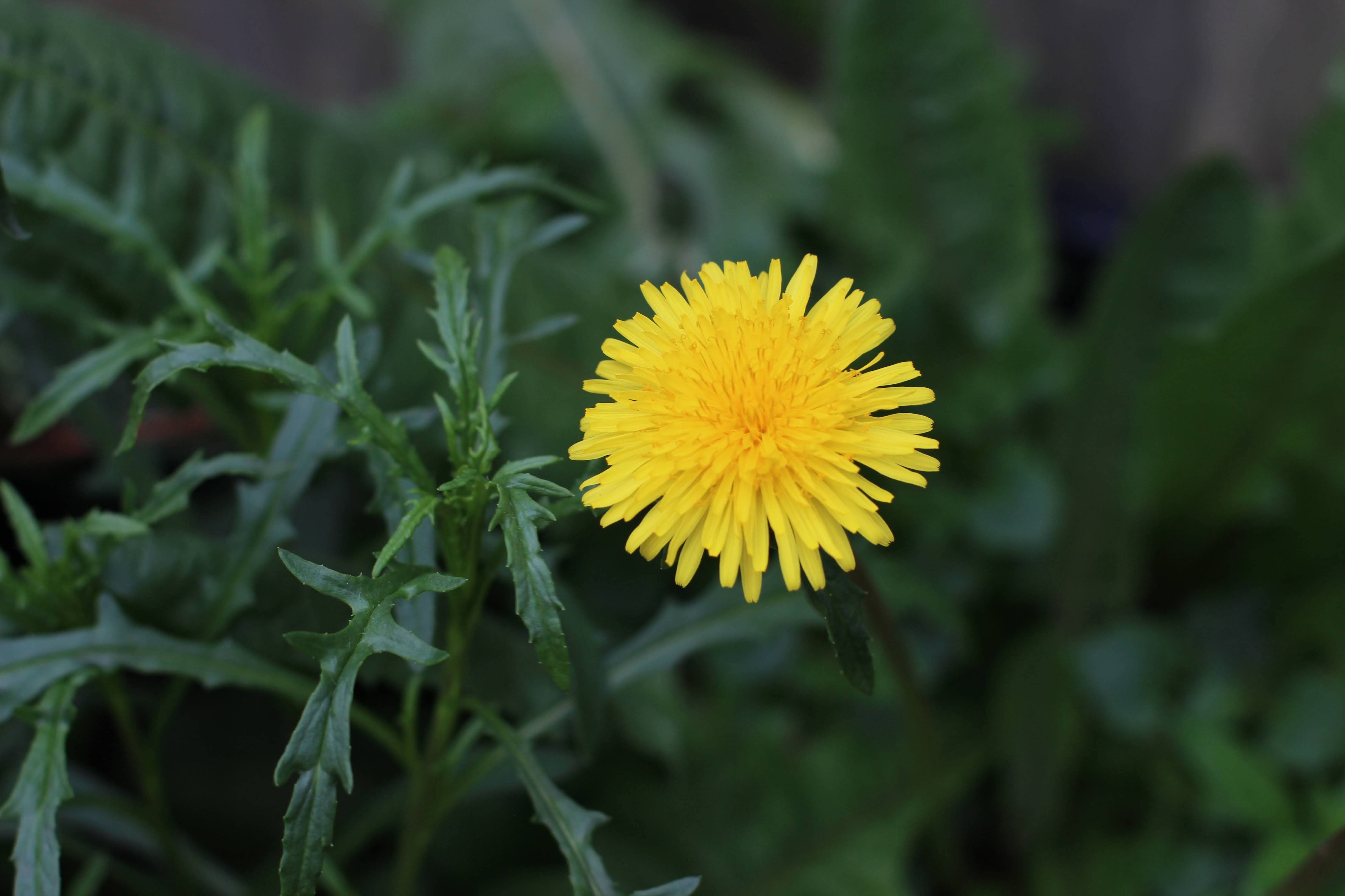 Dandelion Leaf Natural Herb
