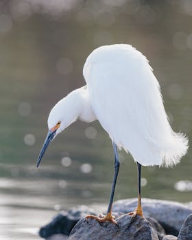 A graceful snowy egret perched on a rock by the river, capturing nature's beauty.