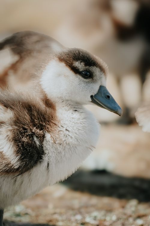 Free Close-up of a fluffy gosling standing outdoors, showcasing its soft feathers. Stock Photo